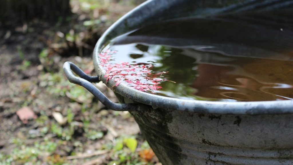 Recolección De Agua De Lluvia, Agua Potable, Soluciones Hídricas › Capital Regia